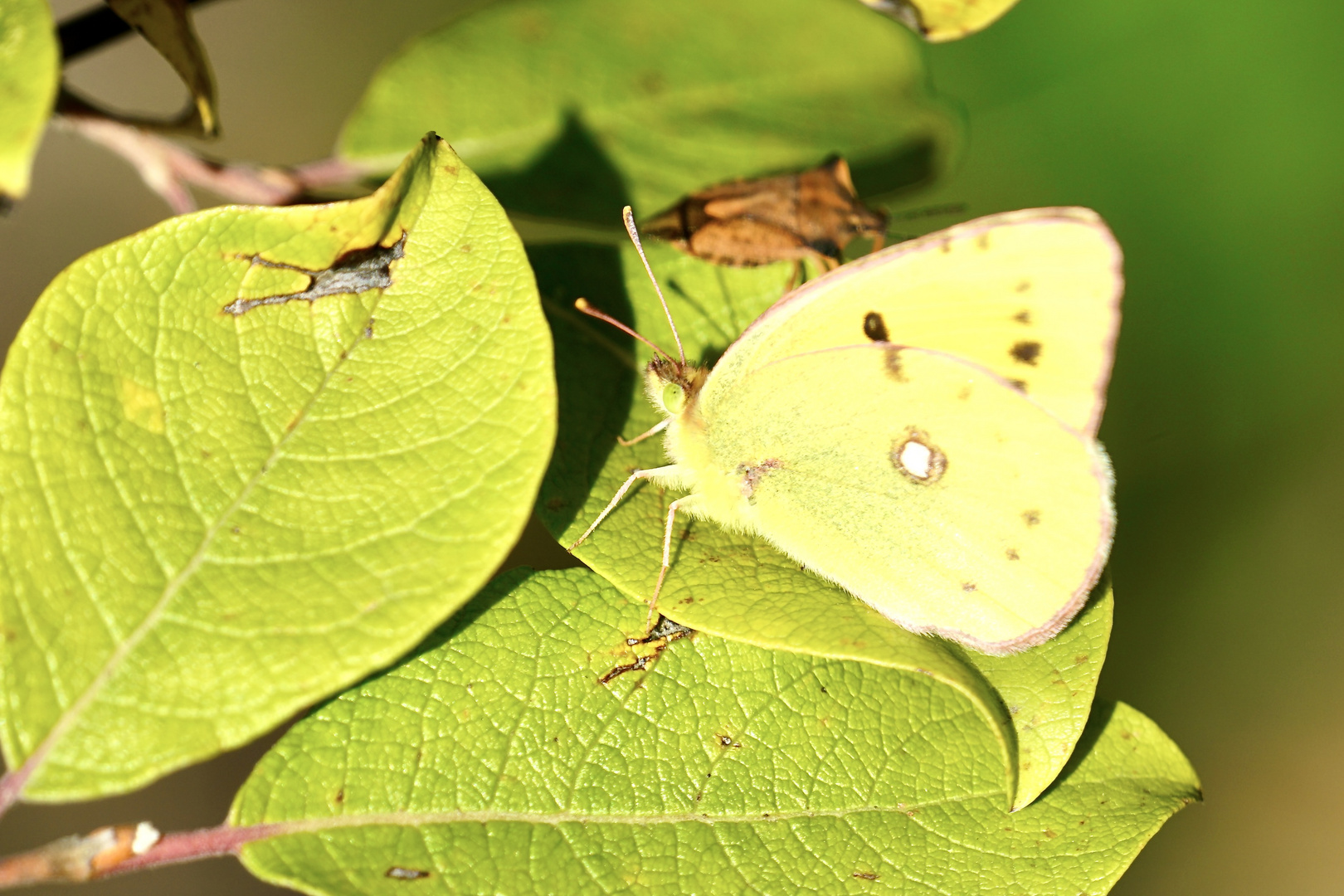 Postillion (Colias croceus)