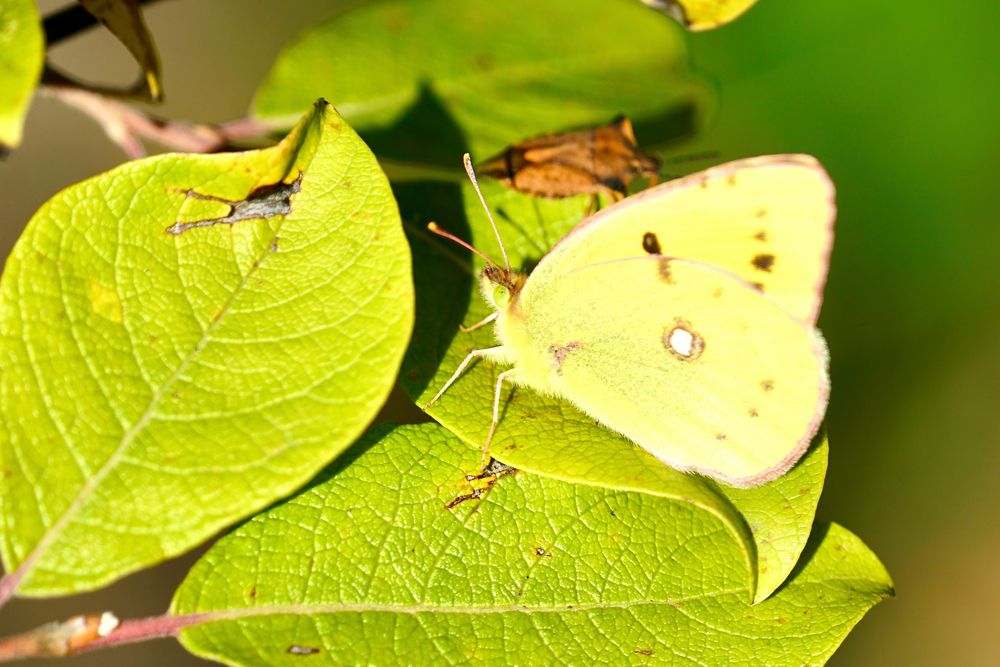 Postillion (Colias croceus)