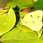 Postillion (Colias croceus)