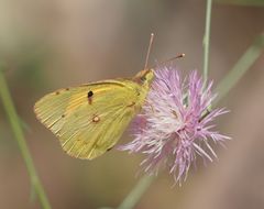 Postillion (Colias croceus)