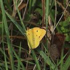 Postillion (Colias croceus)