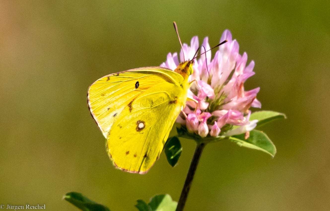 Postillion ( Colias croceus )