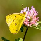 Postillion ( Colias croceus )