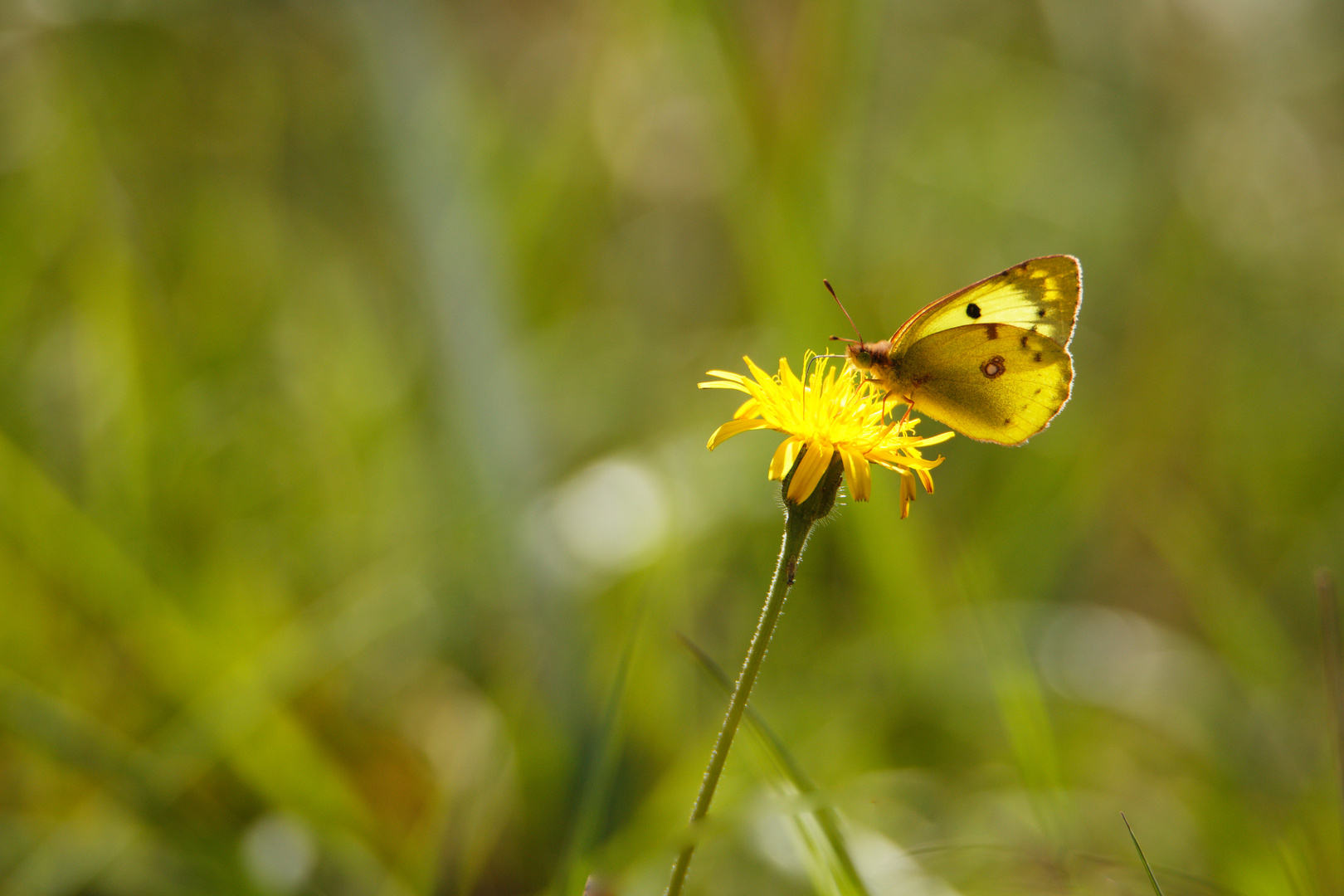 Postillion (Colias hyale)