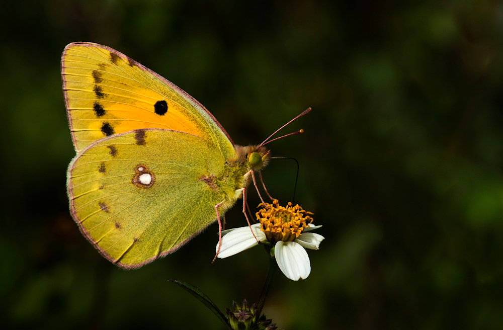 Postillion oder Wandergelbling (Colias croceus)