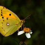 Postillion oder Wandergelbling (Colias croceus)