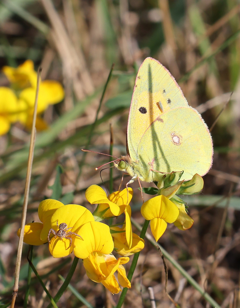 Postillion und Spinne_Wachtendonk