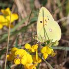 Postillion und Spinne_Wachtendonk