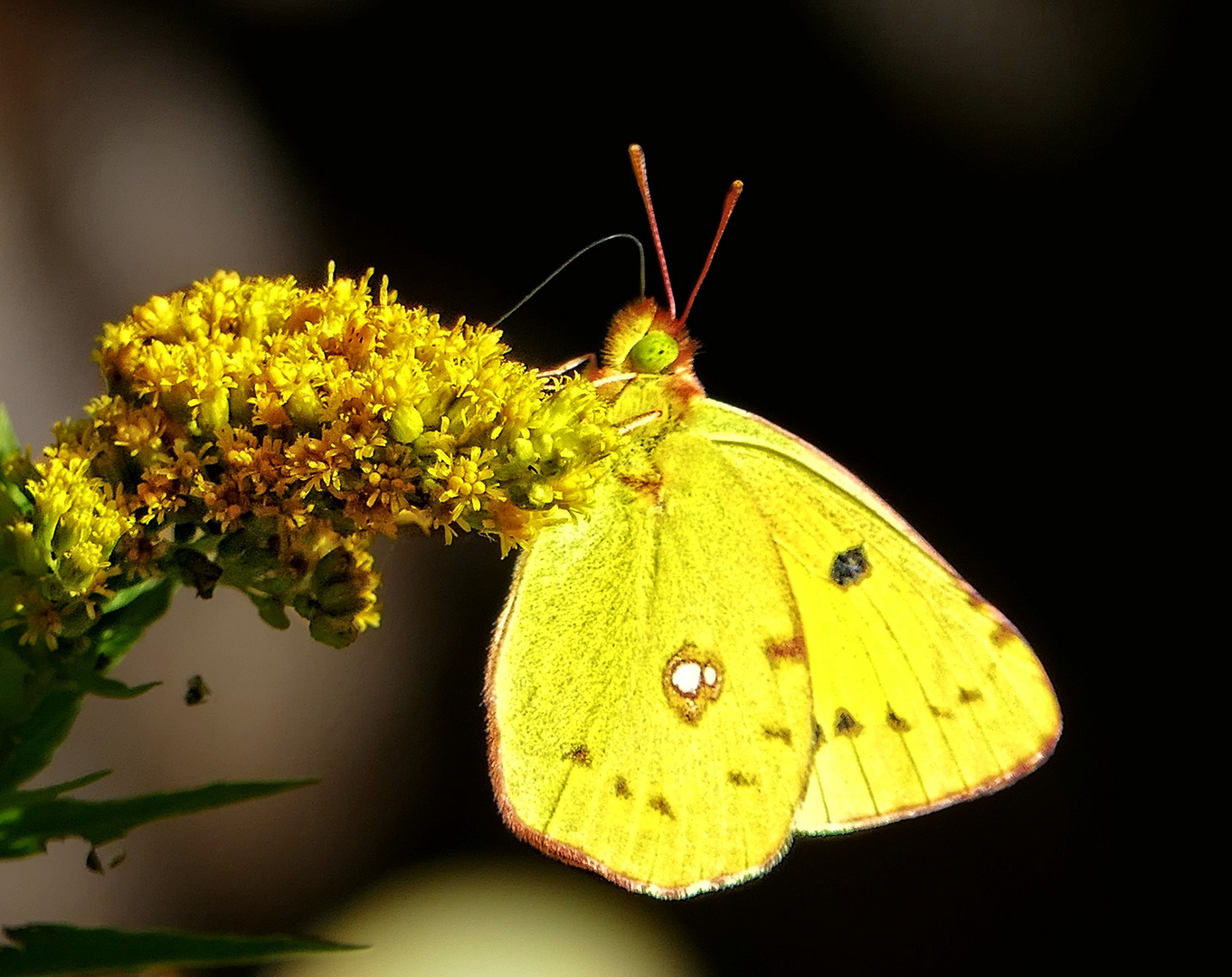 Postillion - Wandergelbling - Goldene Acht ?