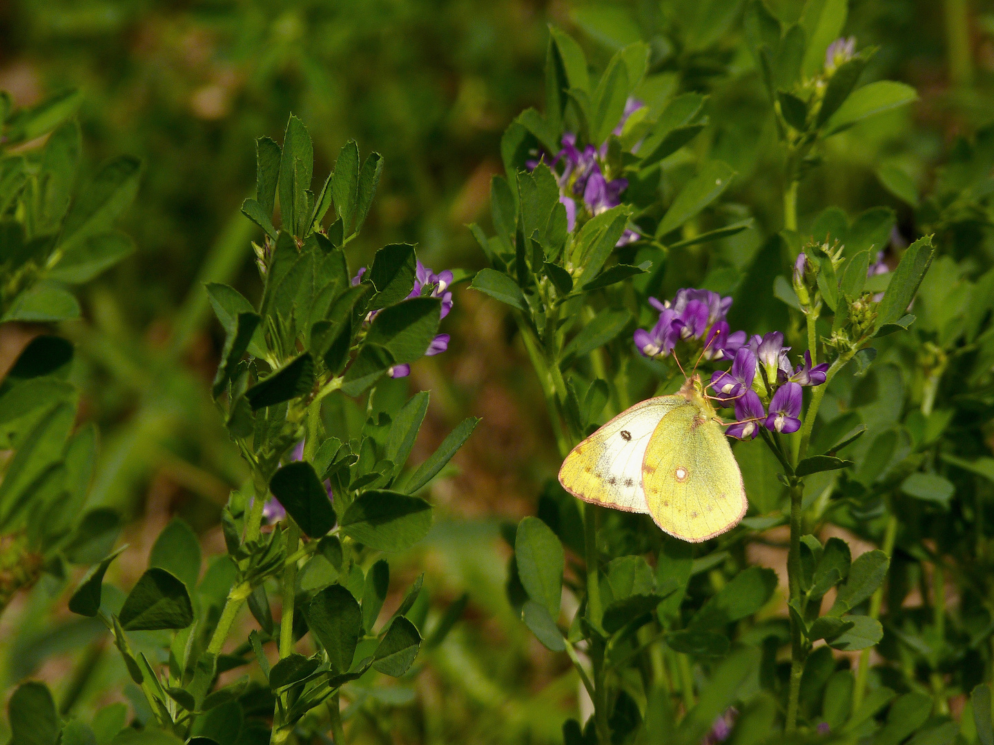 Postillon, auch Postillion oder Wander-Gelbling, (Colias croceus) ist ein Schmetterling (Wanderfalt