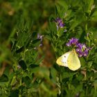 Postillon, auch Postillion oder Wander-Gelbling, (Colias croceus) ist ein Schmetterling (Wanderfalt