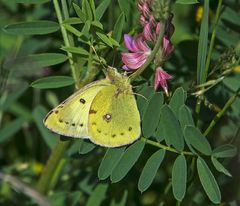 Postillon - Colias crocea