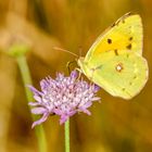 Postillon (Colias crocea)