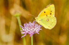 Postillon (Colias crocea)