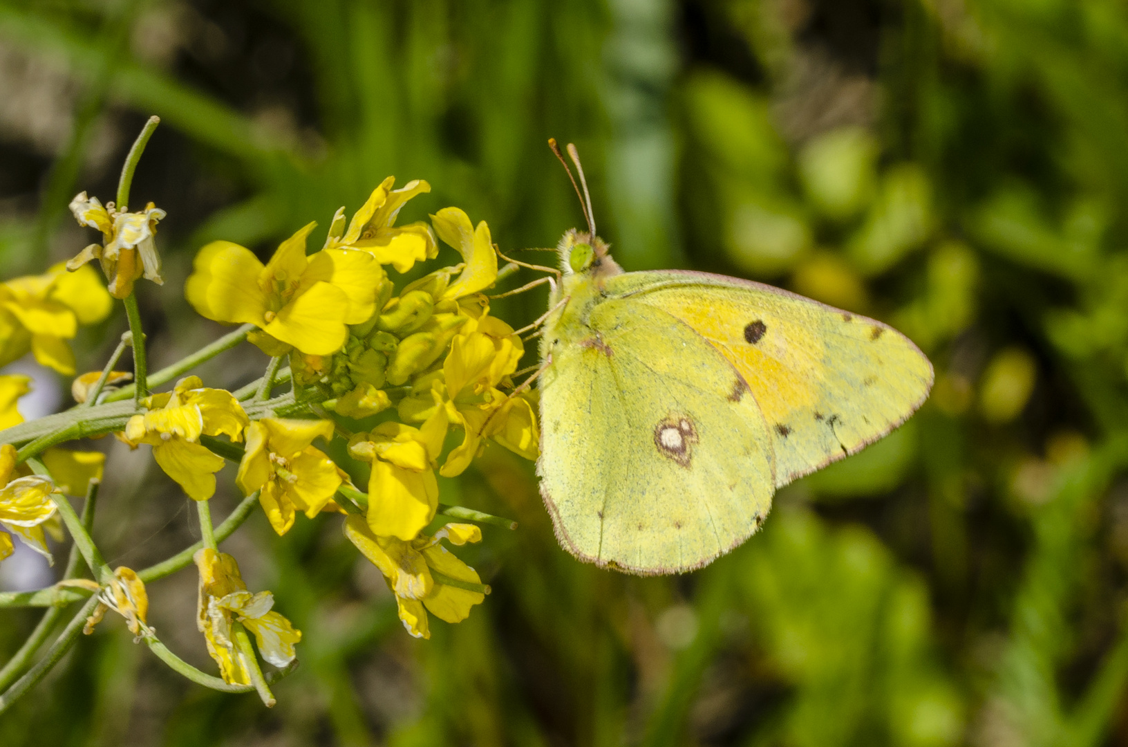 Postillon (Colias crocea)