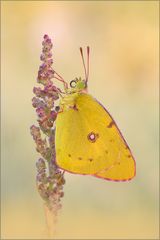 Postillon (Colias crocea)