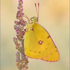 Postillon (Colias crocea)