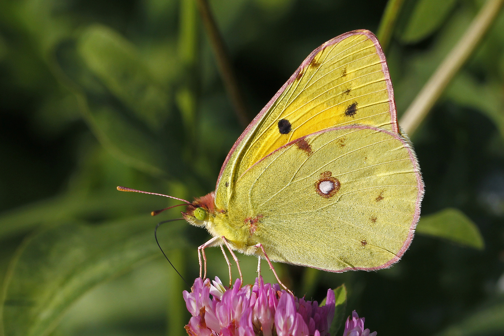 Postillon (Colias croceus)