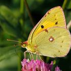 Postillon (Colias croceus)