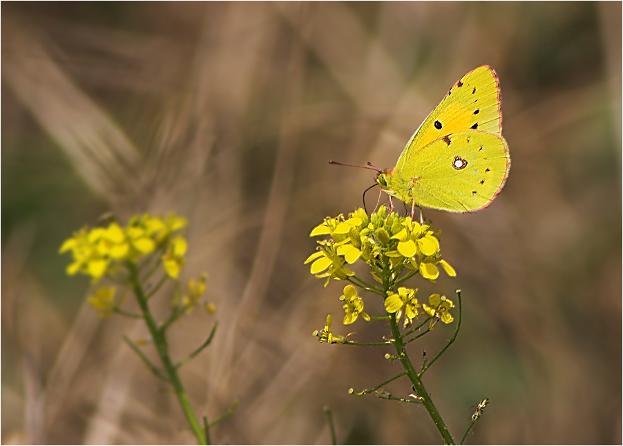 Postillon, Colias croceus