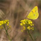 Postillon, Colias croceus