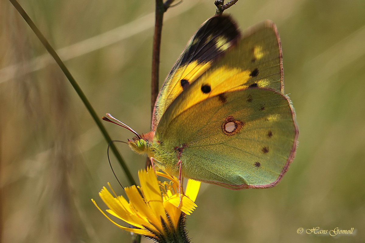 Postillon (Colias croceus) #2