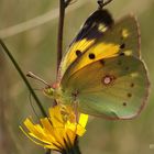 Postillon (Colias croceus) #2