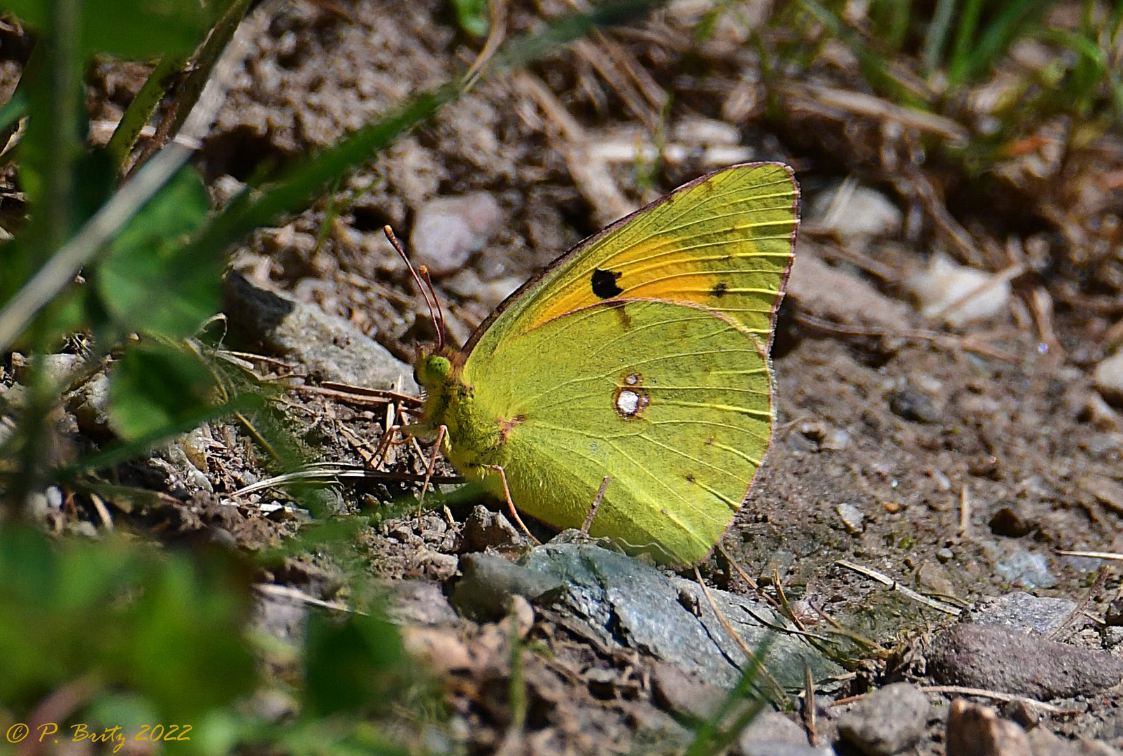 Postillon (Colias croceus)