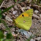 Postillon (Colias croceus)