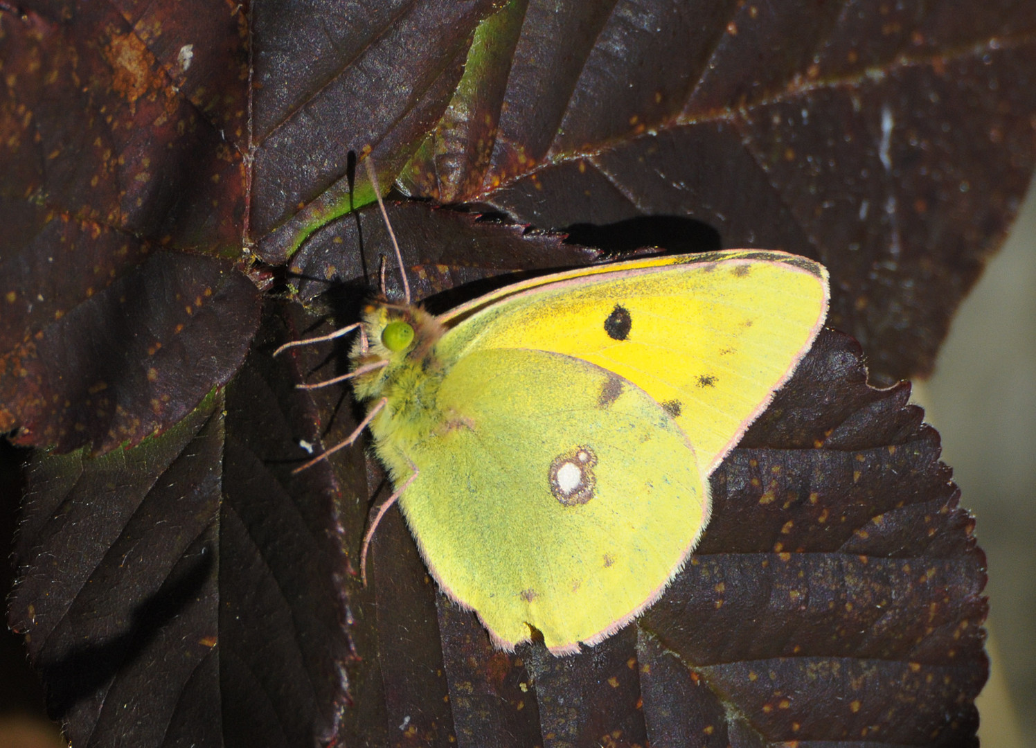 Postillon (Colias croceus)