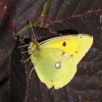 Postillon (Colias croceus)