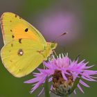 ... Postillon (Colias croceus) ...