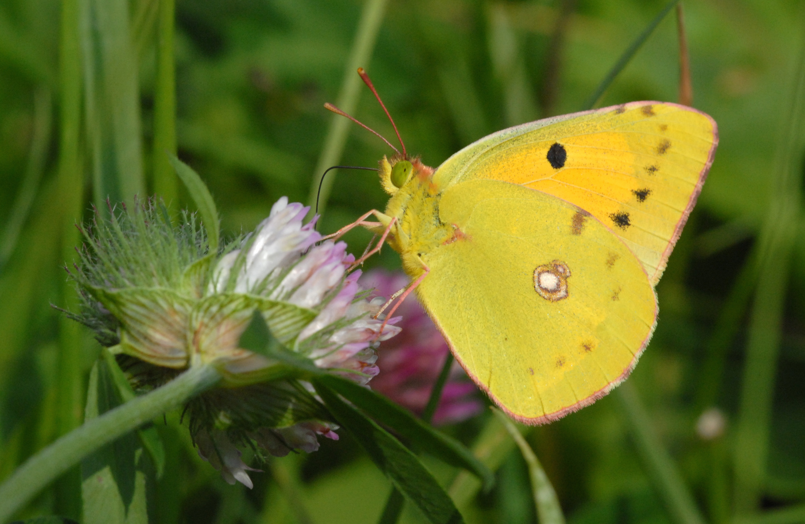 ,, Postillon( Colias croceus ) ,,