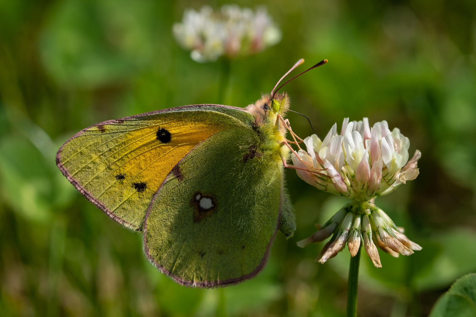 Postillon (Colias croceus)