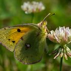 Postillon (Colias croceus)