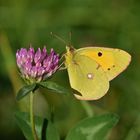 Postillon (Colias croceus)