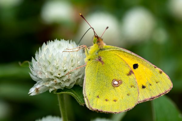 Postillon (Colias croceus)