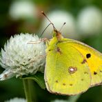 Postillon (Colias croceus)