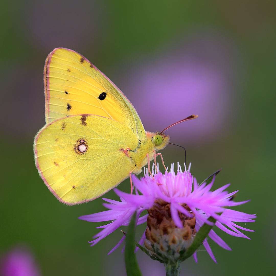 ... Postillon (Colias croceus) ...