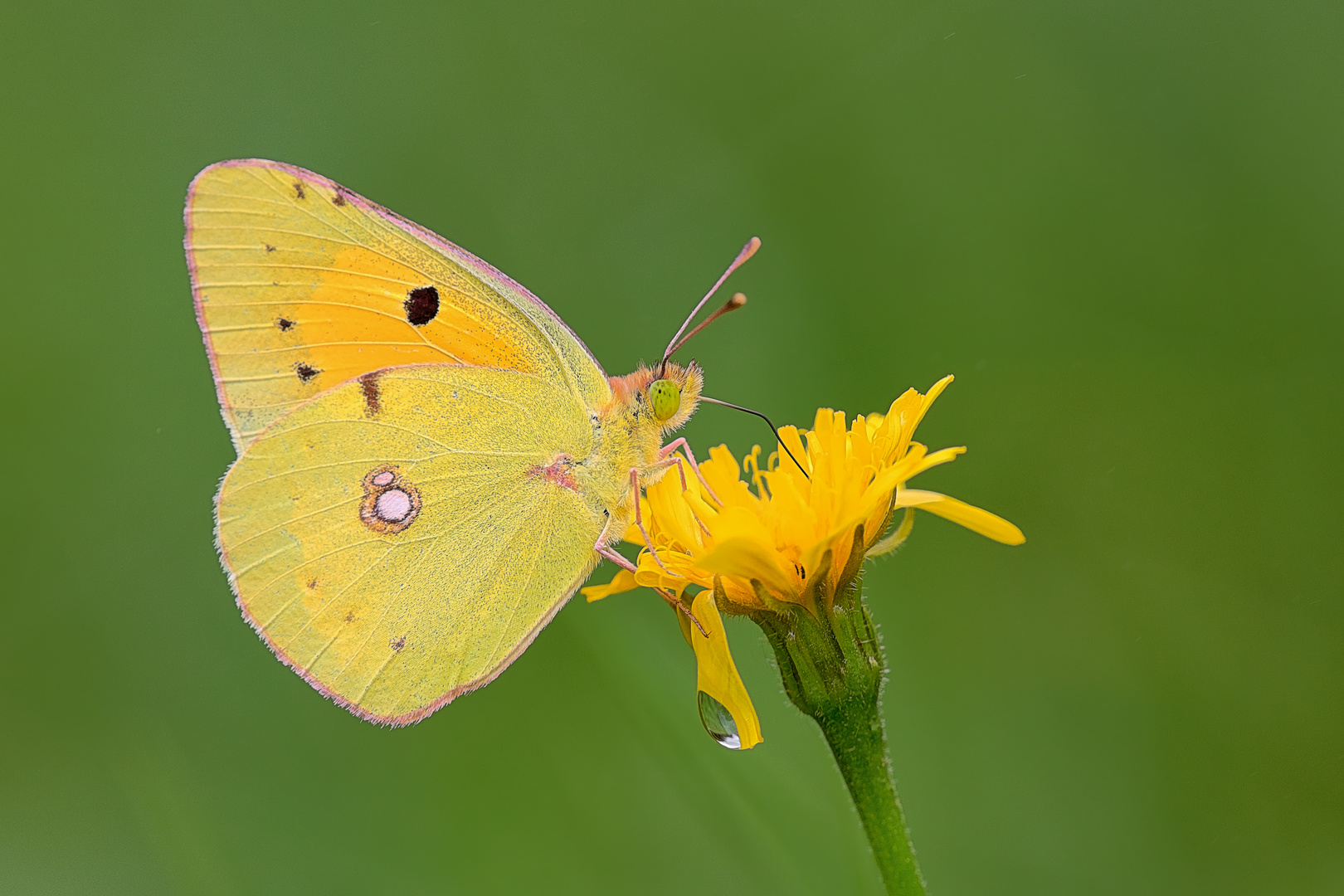 ... Postillon (Colias croceus) ... 