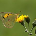 Postillon (Colias croceus)