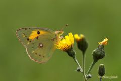 Postillon (Colias croceus)