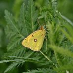 Postillon (Colias croceus) Männchen