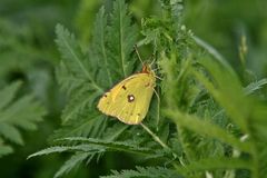 Postillon (Colias croceus) Männchen