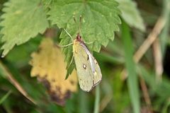 Postillon (Colias croceus) Weibchen