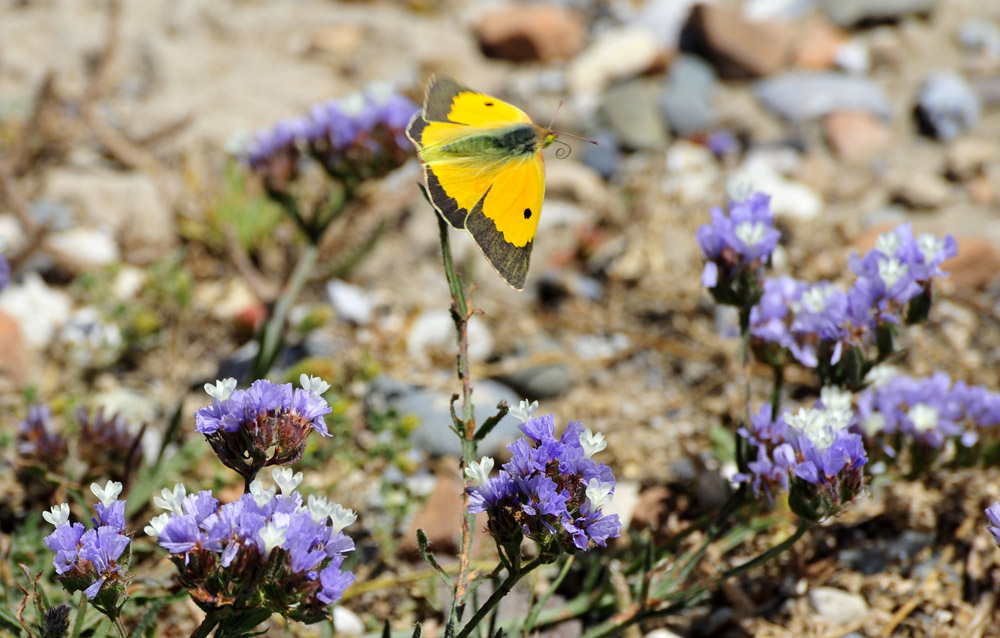 Postillon im Flug