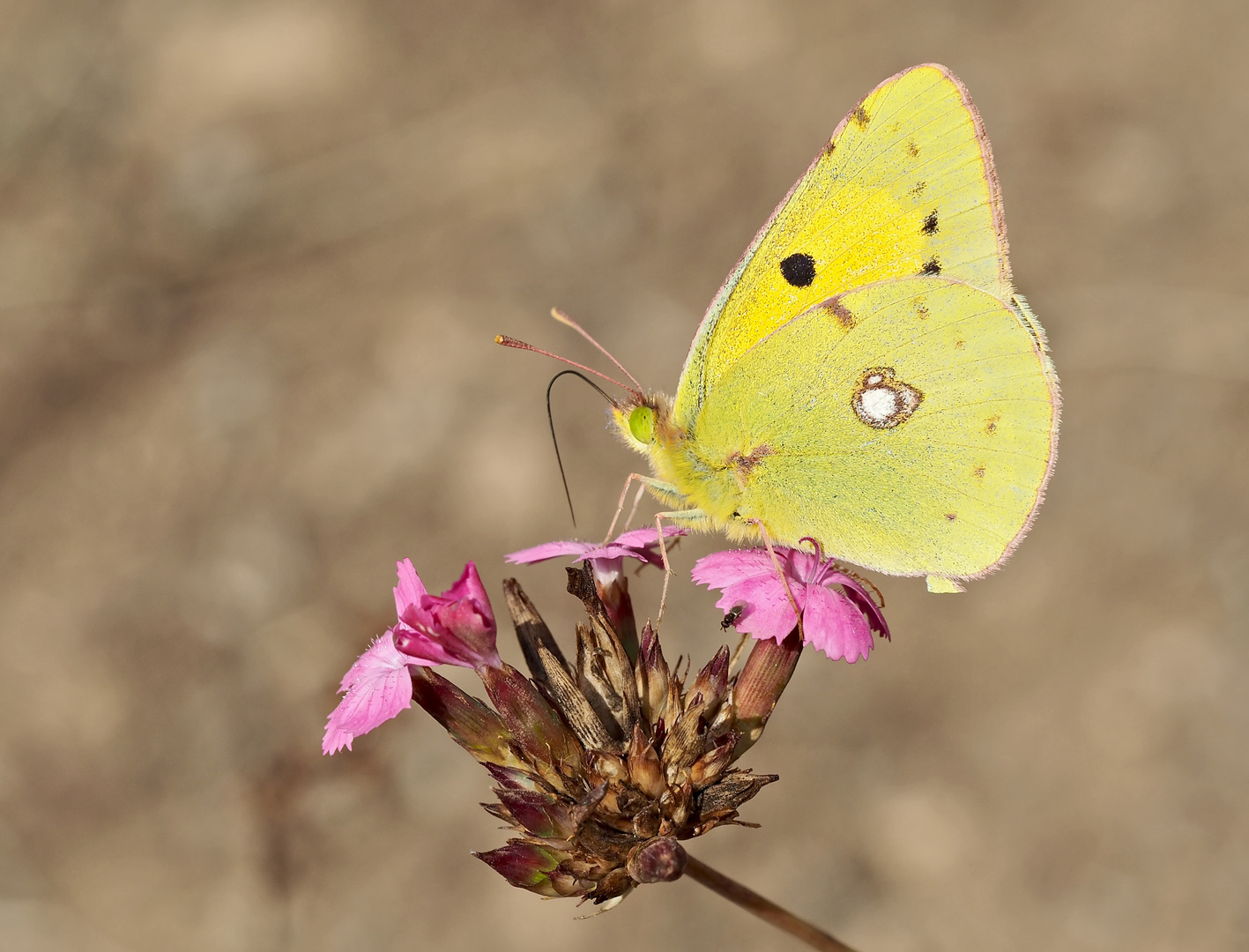 Postillon, Männchen auf Karthäusernelke (1. Foto) (Colias croceus). - Le souci, contre les soucis!