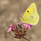 Postillon, Männchen auf Karthäusernelke (1. Foto) (Colias croceus). - Le souci, contre les soucis!