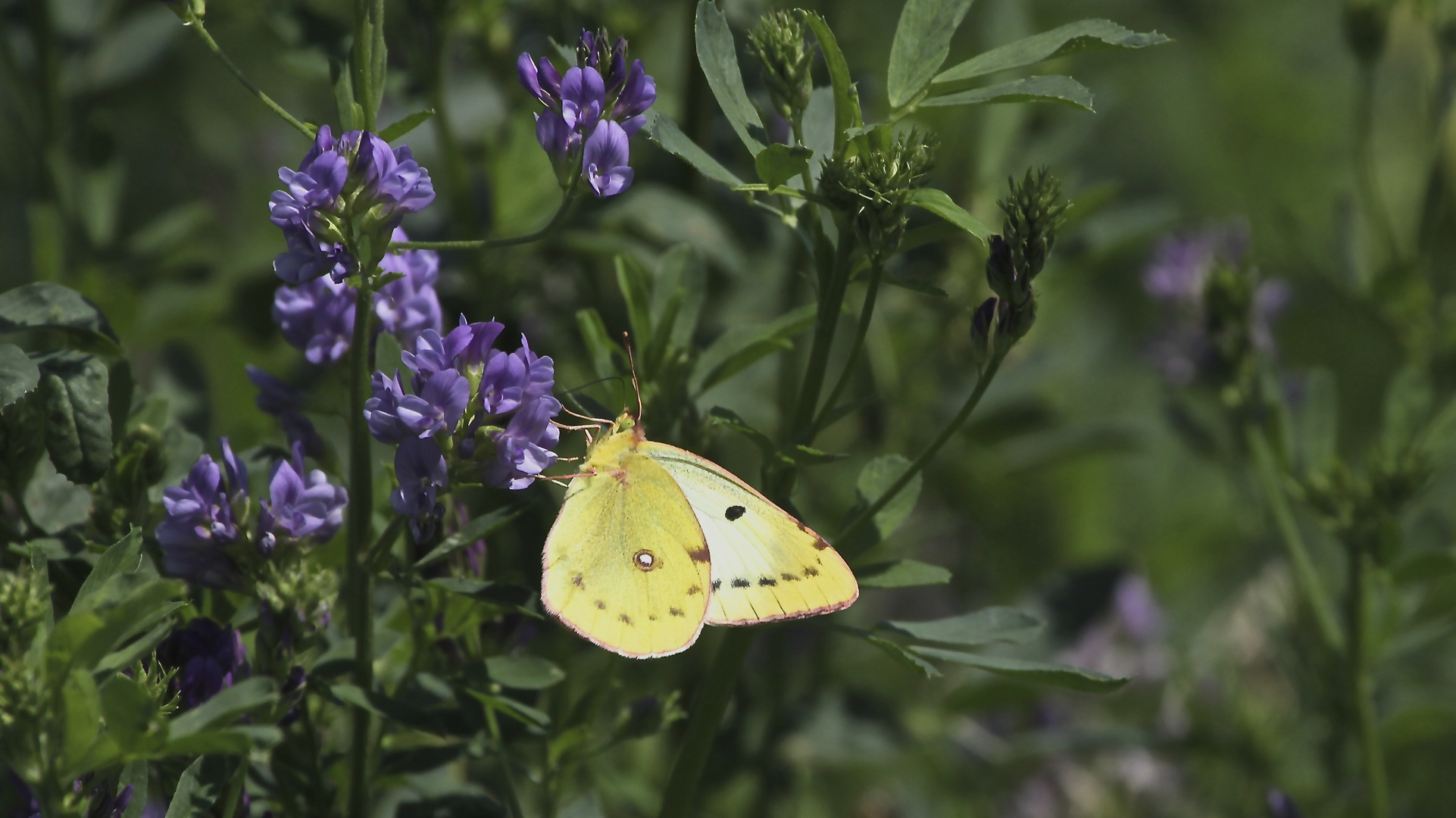 Postillon oder auch Wander-Gelbling (Colias croceus)