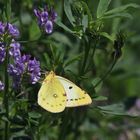 Postillon oder auch Wander-Gelbling (Colias croceus)